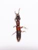 Xantholinus sp.